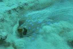 20000828_Erug_Giftun_0024